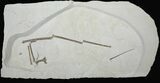 Pterosaur Wing (Rhamphorhynchus) - Solnhofen Limestone #115538-1